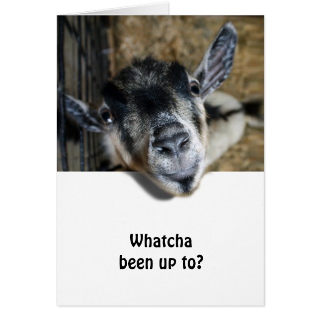 Nosy Goat En Regard (Devant)
