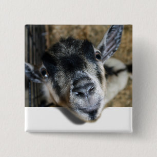 Nosy Goat Looking Out 2 Inch Square Button