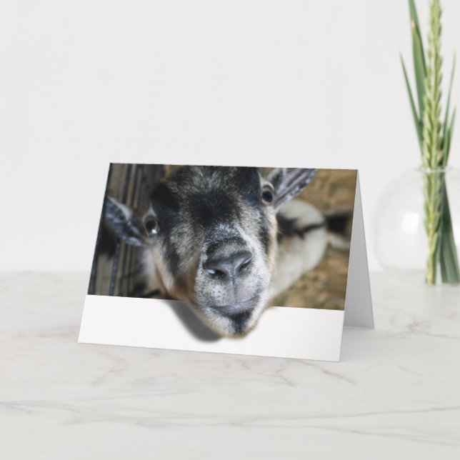 Nosy Goat Looking Out Card (Front)