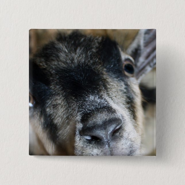 Nosy Goat Looking Up 2 Inch Square Button (Front)