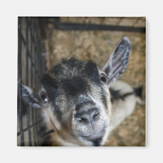 Nosy Goat Looking Up Magnet (Front)