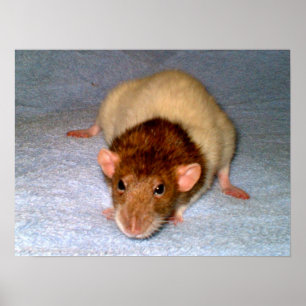 Nosy Rat Print
