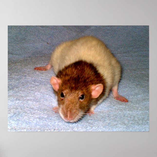 Nosy Rat Print (Front)