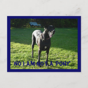 Not A Pony Postcard