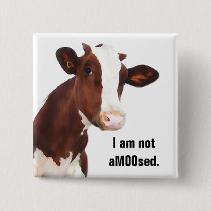 Not Amused - Funny aMOOsed Cow Joke 2 Inch Square Button