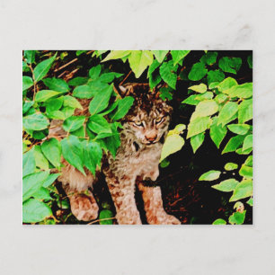 Not any closer postcard