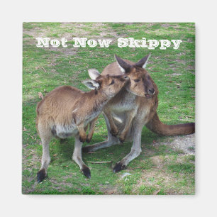 Not Now Skippy Magnet