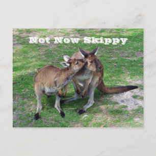 Not Now Skippy Postcard