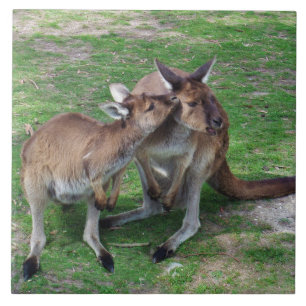 Not Now Skippy Tile