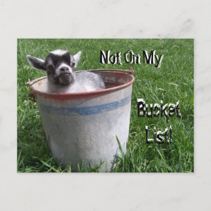 Not On My Bucket List! Goat in a Bucket Postcard