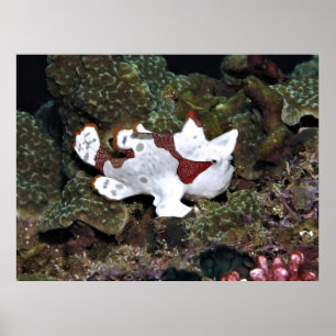 Not Well Hidden Frogfish Poster