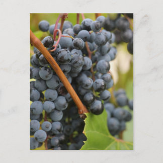 Not Yet Wine Postcard