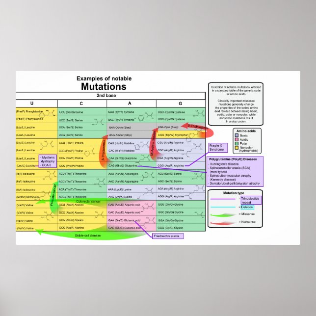 Notable Mutations by Genetic Code of Amino Acids Poster (Front)