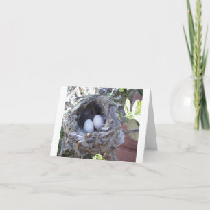 Note Card Blank Hummingbird Eggs