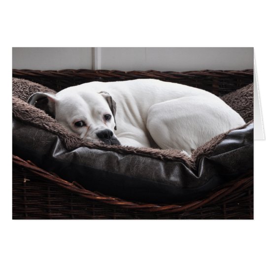 Note Card: Boxer dog Card