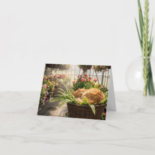 Note Card Cat Napping in Hanging Fern Basket