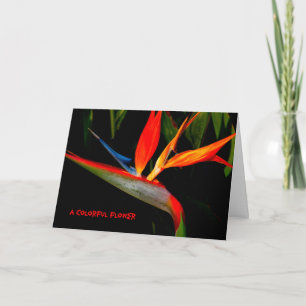 Note Card Colourful Bird of Paradise