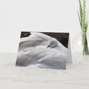 Note Card: Cute Cygnet on Swan's Back Card