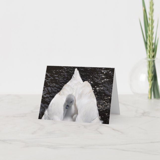 Note Card: Cygnet on Swan's Back Card (Front)