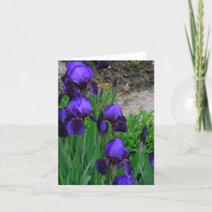 NOTE CARD, "DEEP-PURPLE IRISES" /PHOTOG. CARD