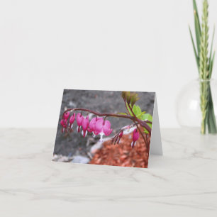 Note Card, Pink & White Bleeding Heart flowers Card