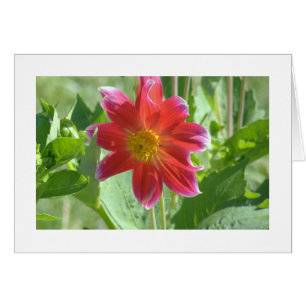 NOTE CARD/PINKISH-RED DAHLIA/PHOTOG./BLANK INSIDE