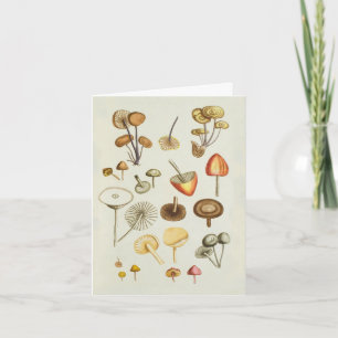 Note Card / Vintage illustration of mushrooms