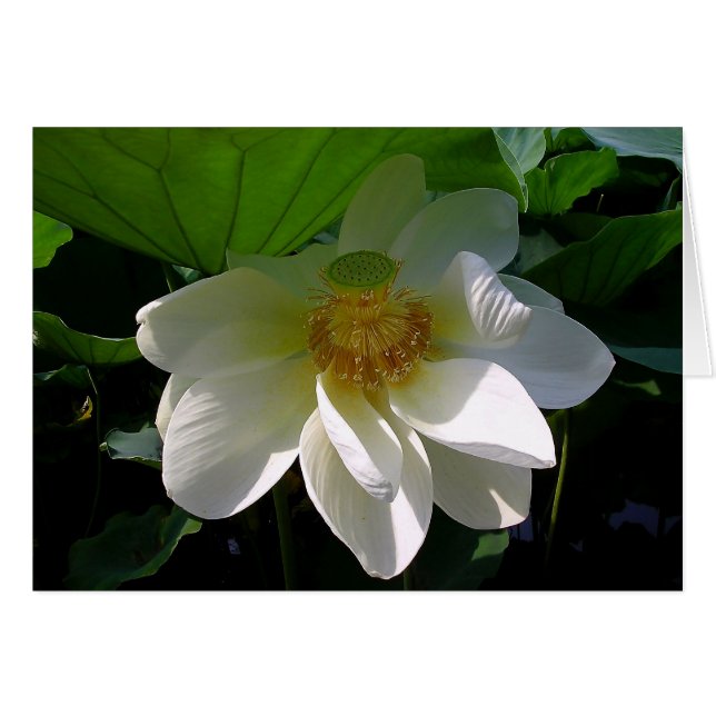 Note Card with delicate white Lotus Flower (Front Horizontal)