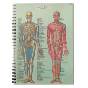 Notebook - Anatomy