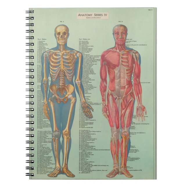 Notebook - Anatomy (Front)