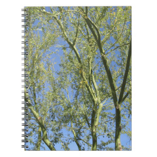 Notebook--Palo Verde Trees Notebook