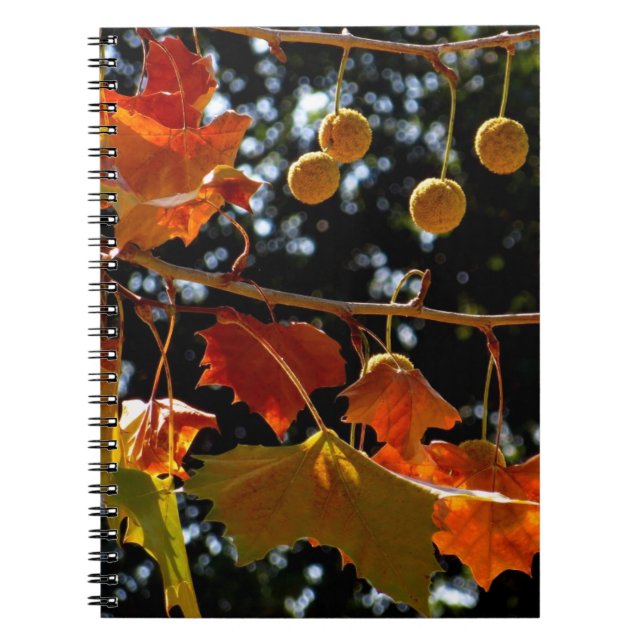 Notebook / Personal Journal - Sycamore and fall (Front)
