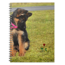 Notebook with german shepard admiring a rose
