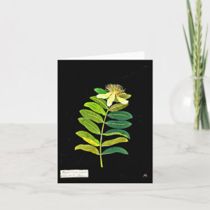 Notecard-Botanical Art-Mary Delany 12 Card