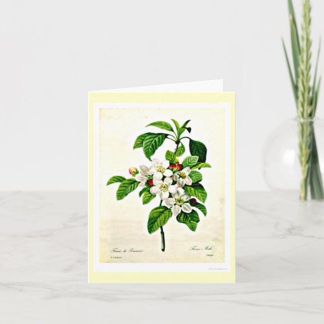 Notecard-Botanicals-Pierre Joseph Redoute 9 Card (Front)