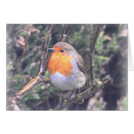 Notecard: British Robin Card