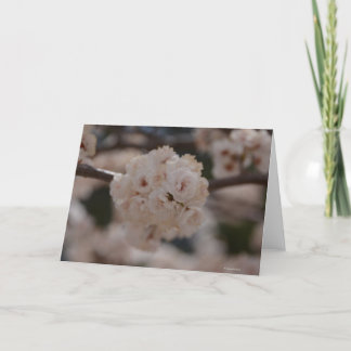 Notecard with Canadian Plum Tree Blossom