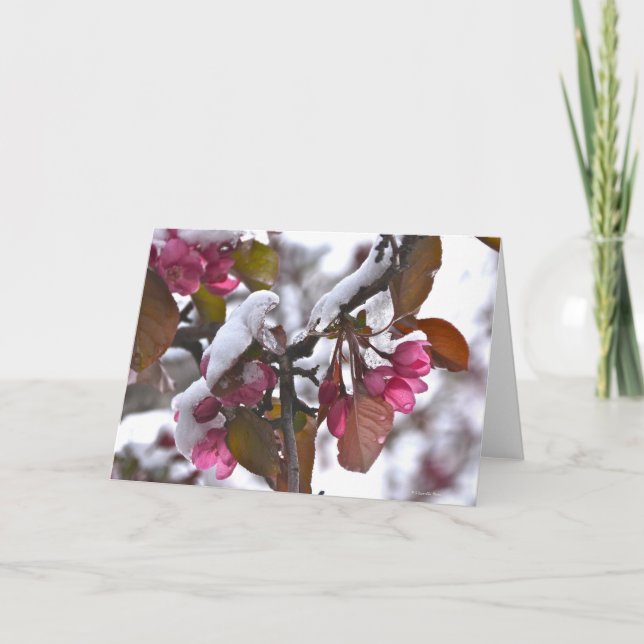 Notecard with Snow on Crab Apple Blossom (Front)