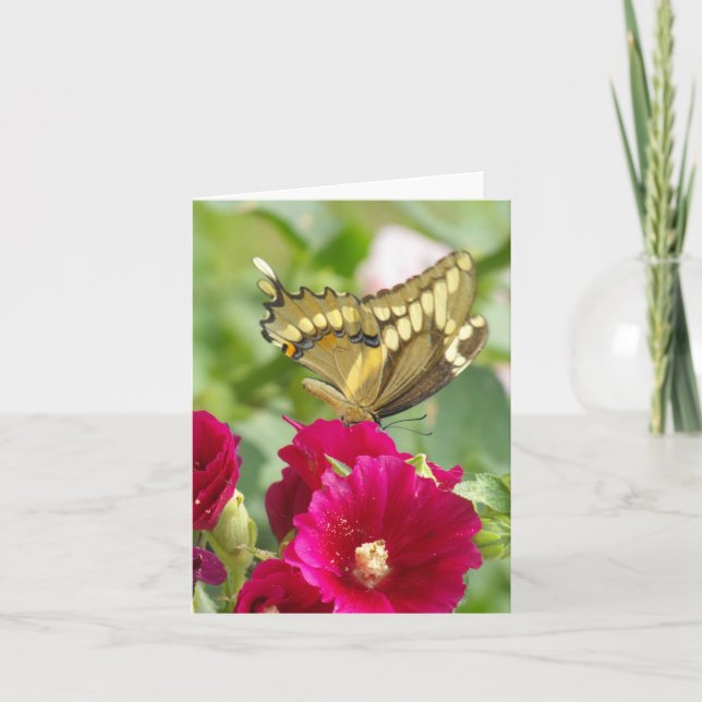 Notecard with Swallowtail Butterfly (Front)