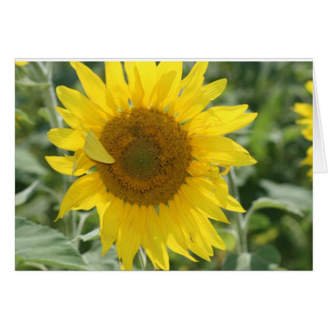 NOTES DE SOLEIL (Devant Horizontal)