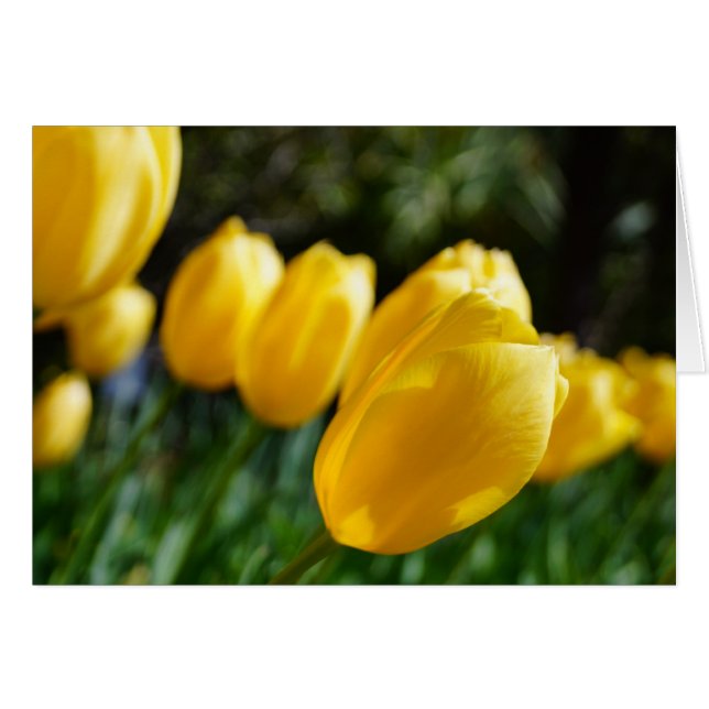 Notes of Spring  ~ Tulips! (Front Horizontal)