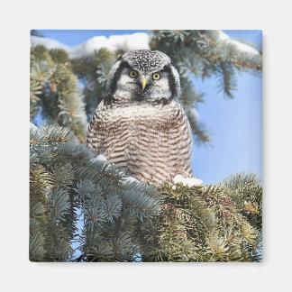 Nothern Hawk Owl Magnet 