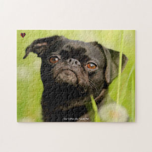 Notre Griffon Chien Notre Famille Animal Puzzle Pu