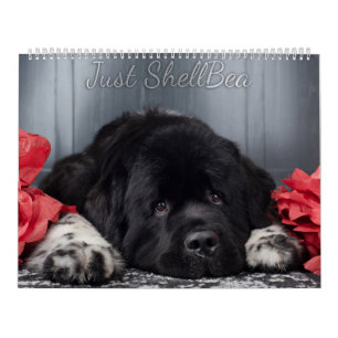 Notta Bear Calendrier ShellBea de Terre-Neuve