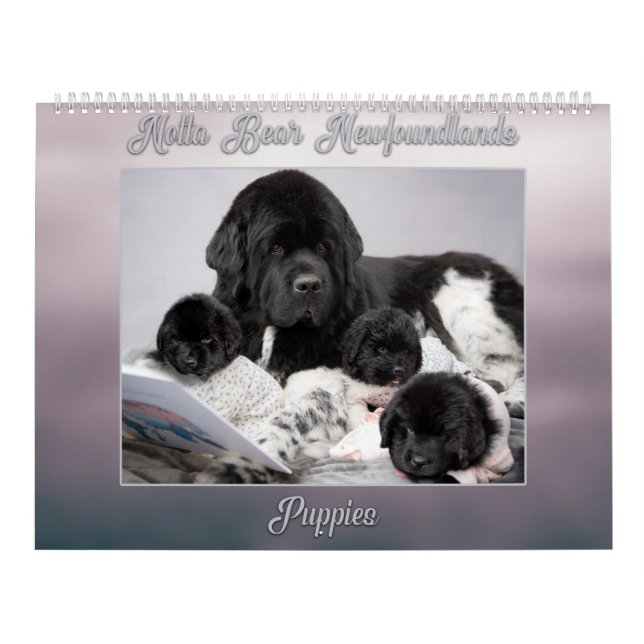 Notta Bear Newfoundlands Year of Puppies Calendar (Cover)