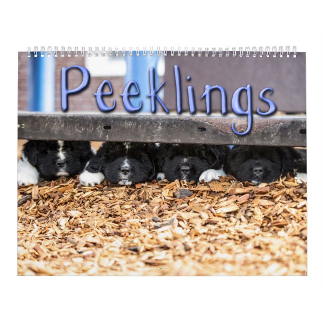 Notta Bear Peeklings Calendar (Cover)
