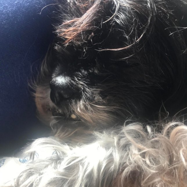 **NOUNOURS TRIPLET** ÉTIQUETTES DE ADRESSE (NAPTIME FOR GABBY)