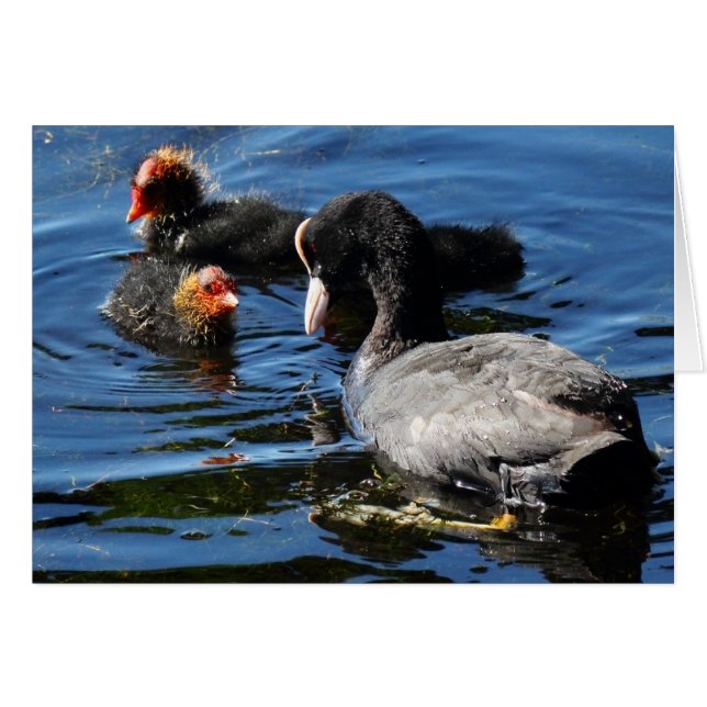 Nourrir des bébés (Devant horizontal)