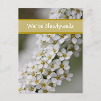 Nous ` au sujet de carte postale de Spiraea de