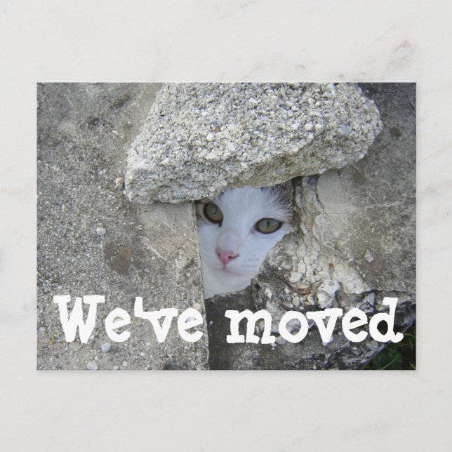 Nous avons déplacé Cute cat masquer Photo carte po (Devant)